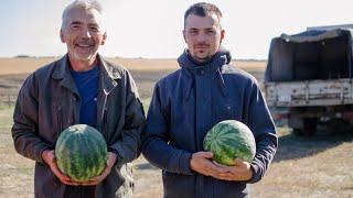 Отвечаю. Задавайте вопросы. Овощеводство как бизнес.