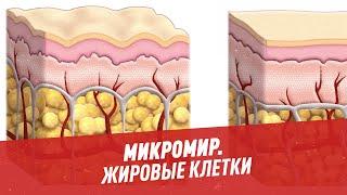 Жировые клетки — Микромир