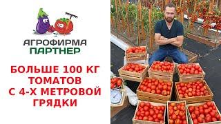 БОЛЬШЕ 100 КГ ТОМАТОВ С 4-Х МЕТРОВОЙ ГРЯДКИ