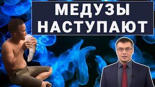 Война в Азовском море: рыбы против медуз / Медузоловство и медузоедство