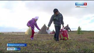 На Ямале продолжается ежегодная кампания по организации сбора детей кочевников