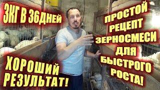 (ч.5)Вес Бройлера в 36 дней 3 кг! Идеальный рецепт зерносмеси для роста.