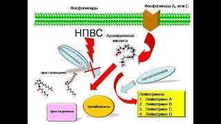 НПВП неселективные ИЦОГ1,2