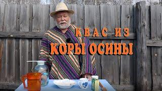 Квас. Рецепт кваса из коры осины