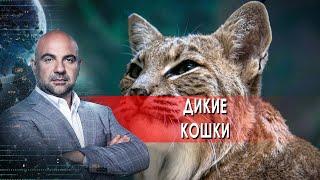 Дикие кошки.  "Как устроен мир" с Тимофеем Баженовым. (17.06.2021)