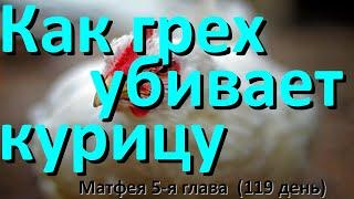 от Матфея 5-я глава (119 день) Как грех убивает. курицу?