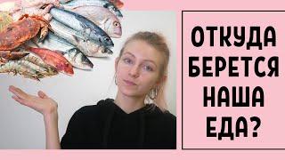 что нужно знать о рыбе и морепродуктах?