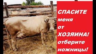 Подмосковные СЕКТАНТЫ уродуют и бреют ДОГОЛА Коров. Скот дохнет!