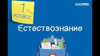 Естествознание. 1 класс. Где нужен свет? Когда становится темно? /16.04.2021/