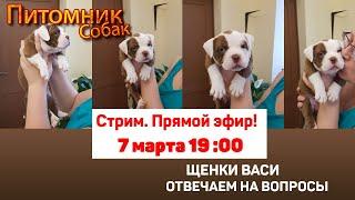 ⭕️ Щенки Васи. Отвечаем на вопросы  | СТРИМ [7 марта 19:00]