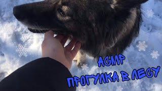 АСМР•Прогулка в лесу с собакой•Звуки природы